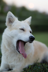 Portrait of a young white dog at  park,yawning