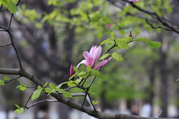 blooming Magnolia