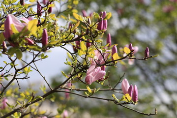 blooming Magnolia