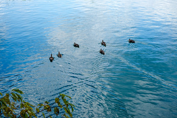 Duck brothers swimming in the river