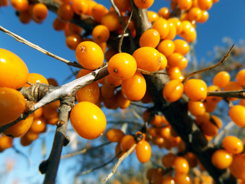 Seabuckthorn