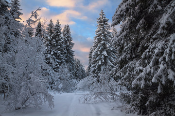snow-covered trail through the snowy evening forest