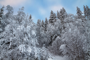 winter forest covered with snow