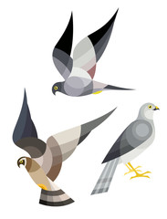 Obraz premium Stylized Birds - Harrier