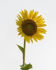 Fototapeta premium sunflower