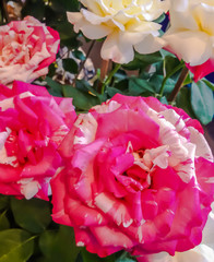 Beauty blooming fresh rose,closeup shot.
