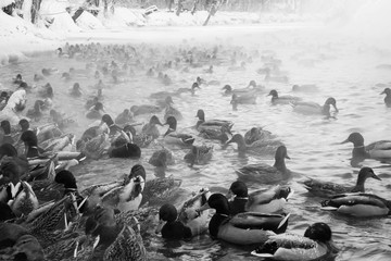 Fototapeta premium Winter