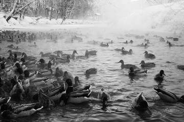 Fototapeta premium Winter