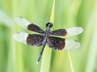 dragonfly in nature