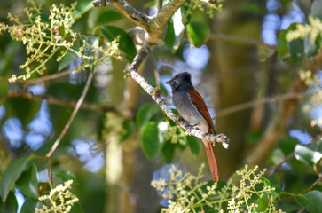 African paradise flycatcher