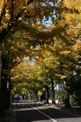 Obraz premium Jesienne drzewa miłorzębu