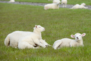 white Lamb and Sheep lying on Meadow