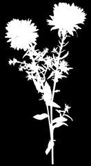 garden flower with small white leaves