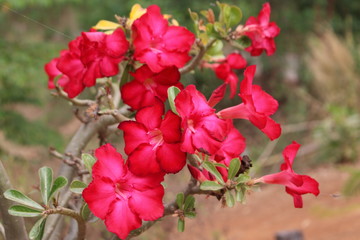 Azalea flowers beautiful red
