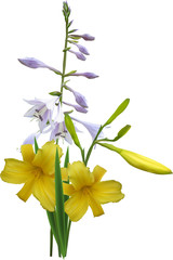 yellow and lilac lily isolated on white