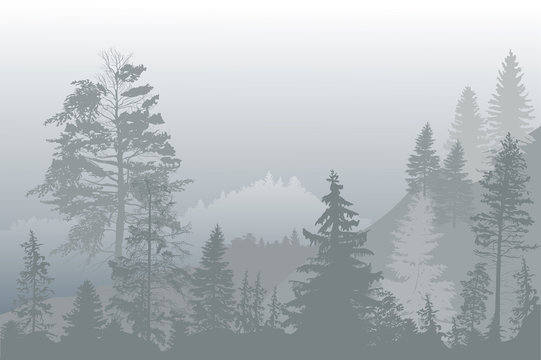 Fir Trees Forest In Grey Fog