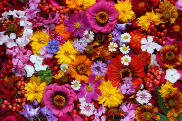 Obraz premium Colorful background of flowers, top view.