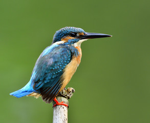 Male of Common Kingfisher (Alcedo atthis) Eurasian or River King