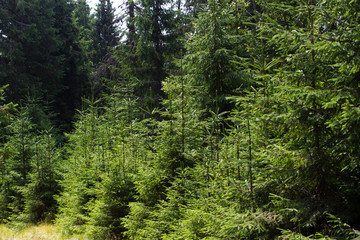Obraz premium Spruce forest in the Ukrainian Carpathians. Sustainable clear ecosystem