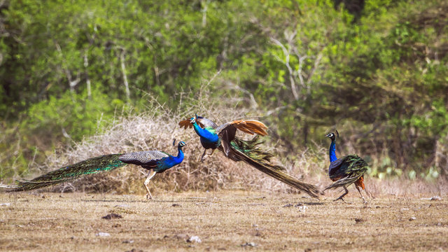 Fototapeta Indian peafowl in Bundala national park, Sri Lanka