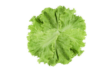 Salad leaf. Lettuce isolated on white background.