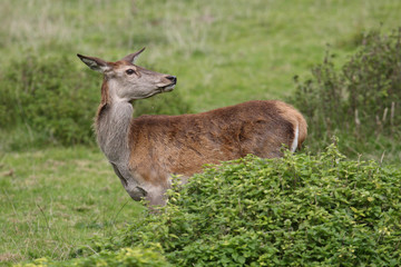 Red deer rutting season