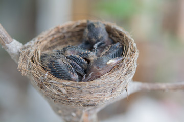 newborn baby birds in nest on a tree
