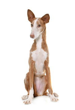 podenco ibicenco in studio