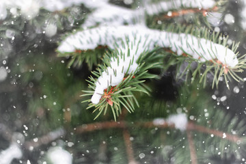 winter fir tree snow