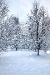 Fototapeta na wymiar landscape bare branches in winter