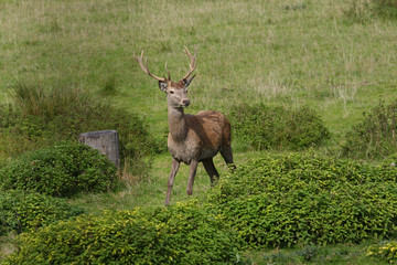 Red deer rutting season