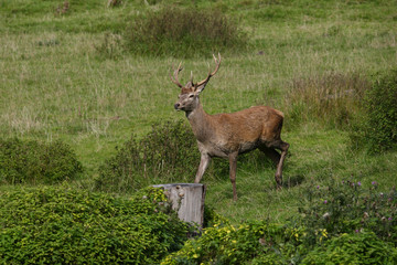 Red deer rutting season