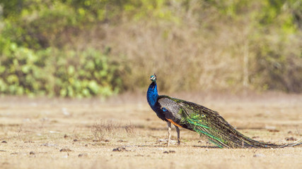 Fototapeta premium Indian peafowl in Bundala national park, Sri Lanka