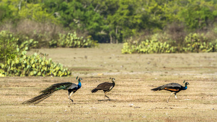 Fototapeta premium Indian peafowl in Bundala national park, Sri Lanka