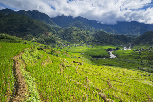 Rice fields on terraced in rainny season at SAPA, Lao Cai, Vietnam. Rice fields prepare for transplant at Northwest Vietnam