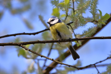 Obraz premium Blaumeise