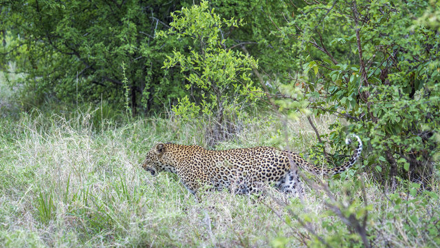 Leopard in Yala national park, Sri Lanka