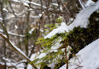 Winter tree