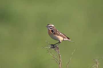 Braunkehlchen