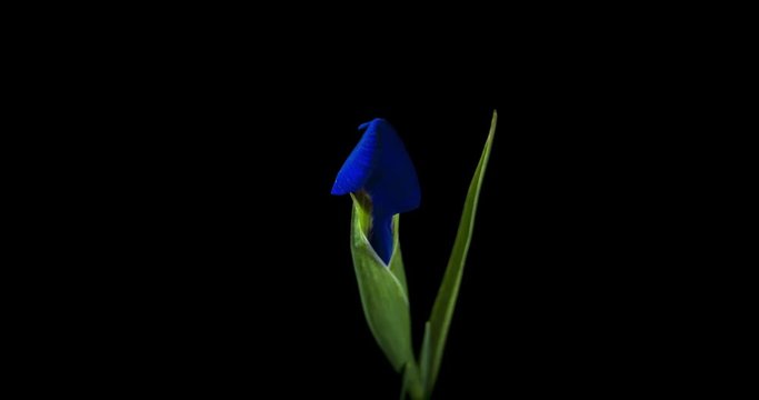 Blue Iris flower blooming on black background shot in studio 