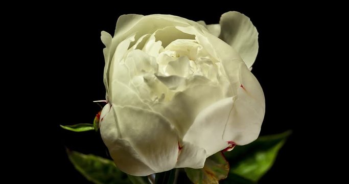 White Peony blooming on black background shot in studio