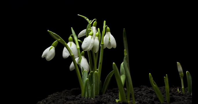 Harbinger of spring Snowdrops on black background shot in studio 