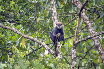 Purple-faced langur in Sinharaja forest reserve, Sri Lanka