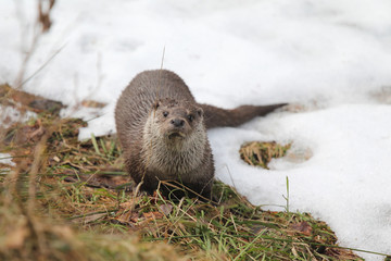 fishing Otter