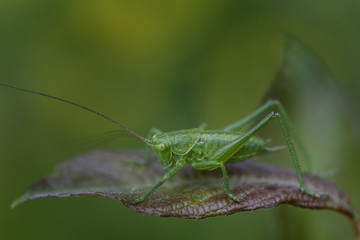 Grashopper