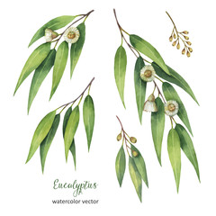 Watercolor hand painted vector set with eucalyptus leaves and branches. © ElenaMedvedeva