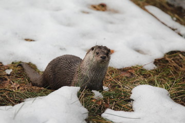 fishing Otter