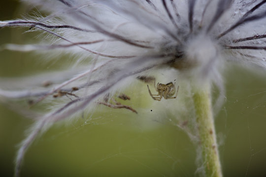 Spider