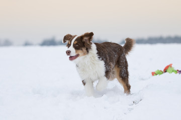 Australian Shepherd Welpe tobt durch den Schnee