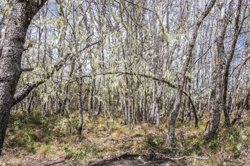 National Park Nahuelbuta, South of Chile.